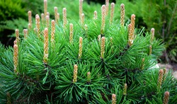 Pine branch young cones macro. Young green sprouts pine tree needles. Fresh grow mountain pine twig sprouts, fir branch in spring forest. Pinus mugo branch with pollen powder in coniferous forest