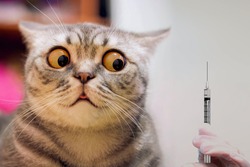 Panic cat scare of injection syringe or vaccine. Risk of vaccination - cat shock face. Vaccine for animal - no pandemic panic. COVID-19 coronavirus concept. Coronavirus vaccine as cat virus protection