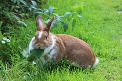 Rabbit sitting on meadow and eating leaf. Close up lovely bunny eating rabbit on the green background. Red white funny rabbit eat grass in garden. Cute sweet furry pet bunny in summer day eating meal