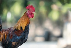 Rooster Head, Red male chicken fowl looking at the camera.Rooster In farms that are naturally raised.Domestic pet and natural agriculture farm,Disease in poultry And vaccines for treatment concept