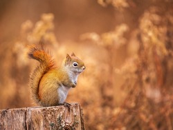 Red Squirrel sitting on a stump in bright fall colours in Ontario, Canada