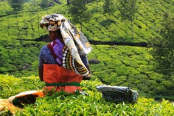 Tea plantations worker stand with the back