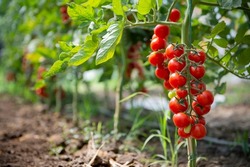 Beautiful red ripe cherry tomatoes grown in a greenhouse