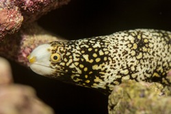 The Snowflake Eel, also known as the Snowflake Moray Eel, Clouded Moray, or Starry Moray, is one of the most beautiful morays, and inhabits caves and crevices throughout the Indo-Pacific reefs.