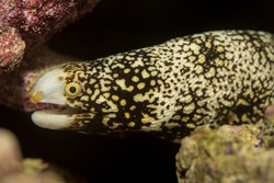 The Snowflake Eel, also known as the Snowflake Moray Eel, Clouded Moray, or Starry Moray, is one of the most beautiful morays, and inhabits caves and crevices throughout the Indo-Pacific reefs.
