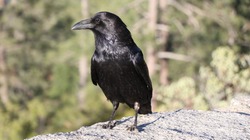 A black crow ready for hunting