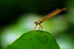 The Beautiful Baby dragonfly of Bangladesh. Baby dragonfly 