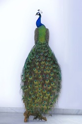 Beautiful Peacock of Asia, Peacock in Bangladesh 