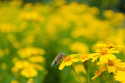 Bee on yellow flower and yellow field