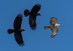 An Eastern Buzzard pursued by Japanese Carrion Crows.