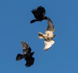 An Eastern Buzzard pursued by Japanese Carrion Crows.