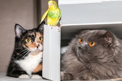 The British cat in the box and the tricolor cat look at the parrot that is sitting on the box. Close-up. Friendship of animals.