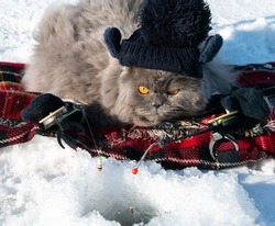 A funny cat in a knitted hat and winter mittens catches fish with two winter fishing rods on the ice of the lake. Cat with a fishing rod. Next to him is a blue thermos. Winter fishing.
