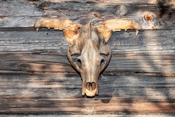 Skull of a wild animal on the wooden wall of a village house. Scary, monstrous and terrible animal skull.