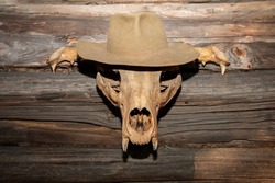 The skull of a wild animal with a hat on its head on a wooden wall of a village house. Scary, monstrous and terrible animal skull in a hat.