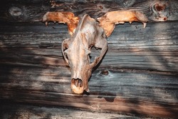 Skull of a wild animal on the wooden wall of a village house. Scary, monstrous and terrible animal skull.