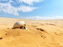 Human skull in the sand desert.. Mobile photo.