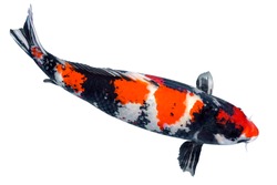 Koi fish isolated on white background