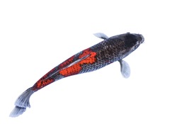 Koi fish isolated on white background with clipping path