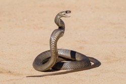 Eastern Brown Snake in striking pose