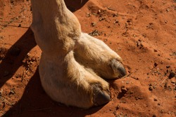 Dromedary Camel foot showing two toes