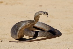 Australian Highly venomous Eastern Brown Snake in striking position