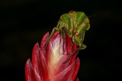 Close up of an Australian Green Grocer Cicada resting on a Bromiliad flower