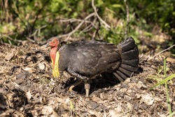 Australian Brush Turkey tending mound nest area