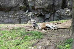 kangaroo rest in grass, zoo animal conservation