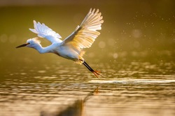 heron with big wings flying across the lake