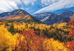 Autum tree colors in the Mount Timpanogos wilderness along the Wasatch Mountains in American Fork Canyon, Utah county.