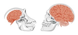 Human and chimpanzee skulls