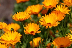 Selective focus of Calendula officinalis with orange petals blossom, Pot marigold flowers with warm yellow colour in the garden, Nature floral background.