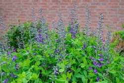 Selective focus of blue flower with green leaves in the garden and brick wall, Baptisia australis or wild blue false indigo is a flowering plant in the family Fabaceae, Nature floral background.