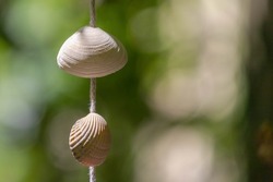 Home decor concept, Selective focus of shell mobile with sunlight with blurred green leaves as background, Garden decoration with seashell hanging on the rope.