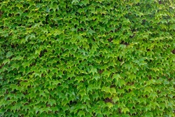 Parthenocissus tricuspidata commonly called Boston ivy, Vine growing on the concrete wall fence, Fresh green leaves in the garden, Beautiful tiny leaf pattern texture, Nature pattern background.