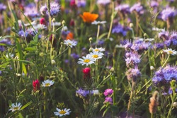 Colorful flowering herb meadow with purple blooming phacelia, orange calendula officinalis and wild chamomile. Meadow flowers photographed landscape format suitable as wall decoration in wellness area