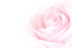 gentle background of pink rose