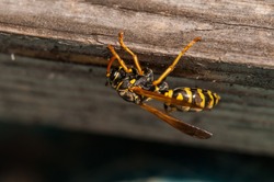 Yellow wasp  standing on tree