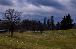 Nature city urban background Sofia Vitosha mountain flying birds in the park with mountain view snow and green grass snowflakes