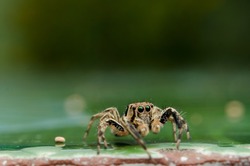 Jumping spider with nature background bokeh
