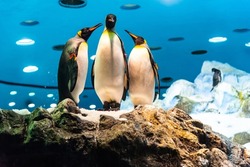 Three Big King penguins in Loro Parque, Tenerife, Canary Islands. Group of cute penguins in zoo. Loro Park is one of the most famous parks in Europe