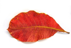 Close up big red leave fall from big tree when dry and change color from green to orange red isolated on white