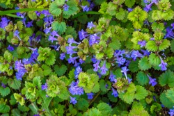 The vegetation texture with thickets of the ground-ivy (binomial name Glechoma hederacea).