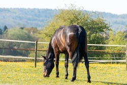 A close up view of a bay horse grazing in a open filed with green gass and hay 