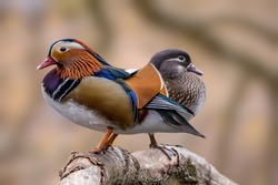 Beautiful mandarin duck couple standing on a tree in a little pond called Jacobiweiher not far away from Frankfurt, Germany at a cold day in winter.