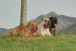 Group of three shar pei dog purebred with different colors