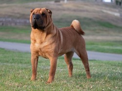 Young male purebred brown color Shar Pei dog standing on the grass
