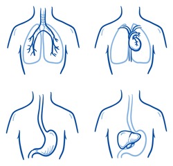 Set of different human inner organs in chest, for medical infographics. Hand drawn line art cartoon vector illustration.