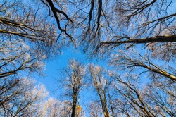 Leafless forest trees with sunset light reaching the tops. Leafless trees view from bottom up with blue sky.